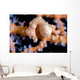Denise Pygmy Seahorse Cebu Wall Decal
