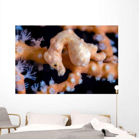 Denise Pygmy Seahorse Cebu Wall Decal