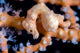 Denise Pygmy Seahorse Cebu Wall Decal