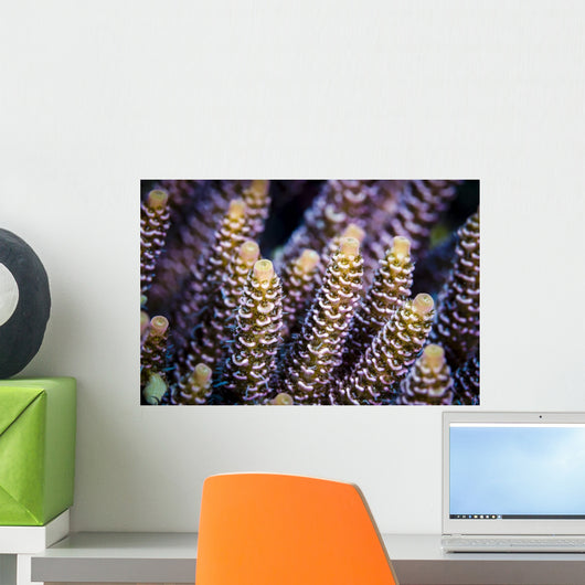 Close-up Coral Bohol Sea Wall Decal