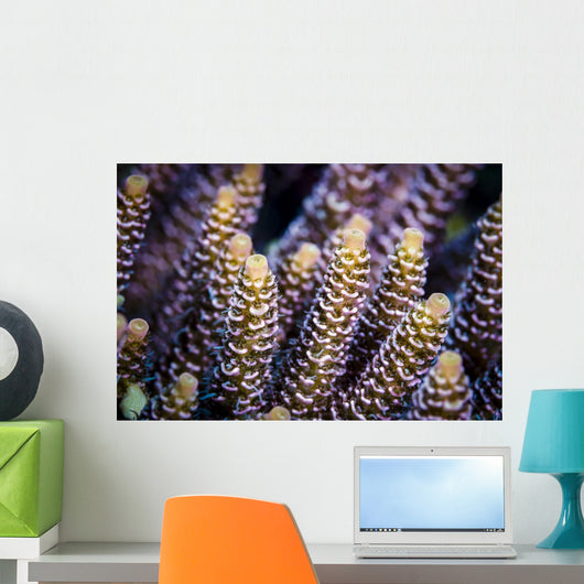 Close-up Coral Bohol Sea Wall Decal