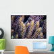 Close-up Coral Bohol Sea Wall Decal