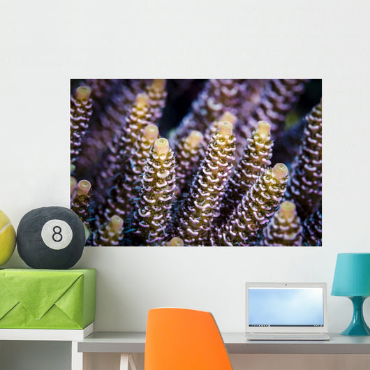 Close-up Coral Bohol Sea Wall Decal