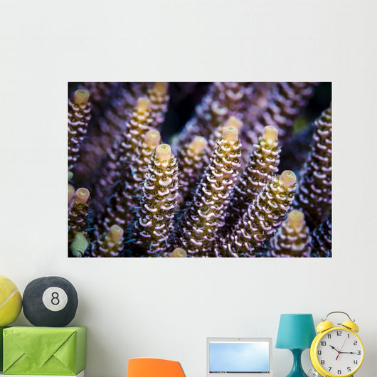 Close-up Coral Bohol Sea Wall Decal