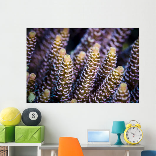 Close-up Coral Bohol Sea Wall Decal