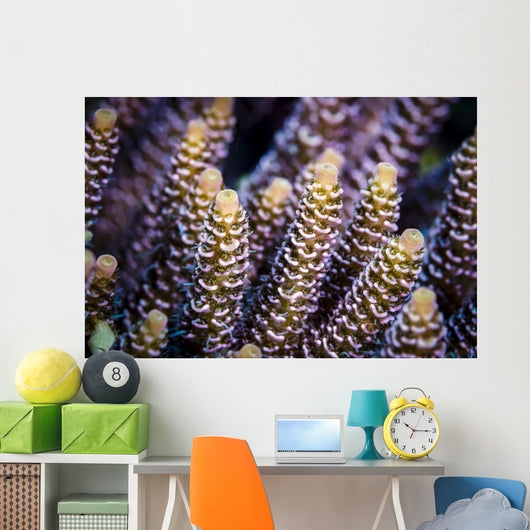Close-up Coral Bohol Sea Wall Decal
