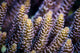 Close-up Coral Bohol Sea Wall Decal