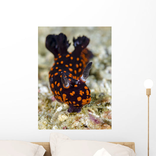 Undescribed Nembrotha Nudibranch Bohol Wall Decal