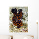 Undescribed Nembrotha Nudibranch Bohol Wall Decal