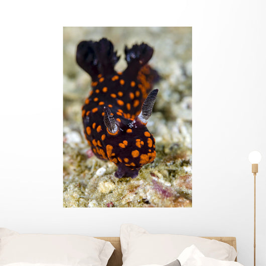 Undescribed Nembrotha Nudibranch Bohol Wall Decal
