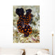 Undescribed Nembrotha Nudibranch Bohol Wall Decal
