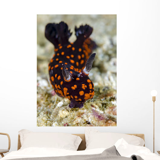 Undescribed Nembrotha Nudibranch Bohol Wall Decal