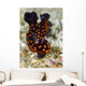 Undescribed Nembrotha Nudibranch Bohol Wall Decal