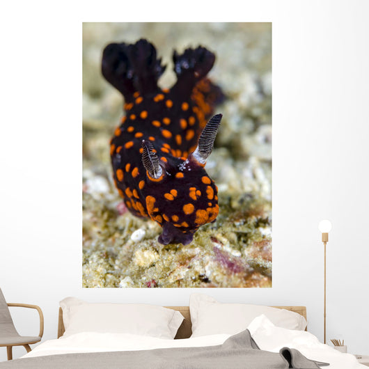 Undescribed Nembrotha Nudibranch Bohol Wall Decal