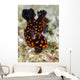 Undescribed Nembrotha Nudibranch Bohol Wall Decal