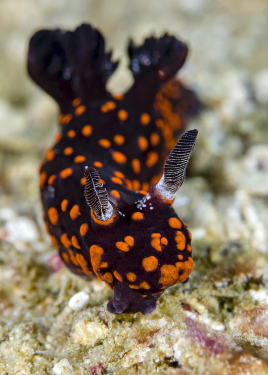 Undescribed Nembrotha Nudibranch Bohol Wall Decal