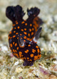 Undescribed Nembrotha Nudibranch Bohol Wall Decal