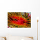 Disco Clam Ctenoides Ales Wall Decal