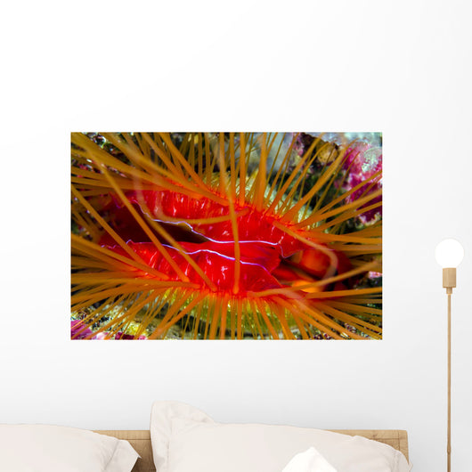 Disco Clam Ctenoides Ales Wall Decal