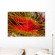 Disco Clam Ctenoides Ales Wall Decal