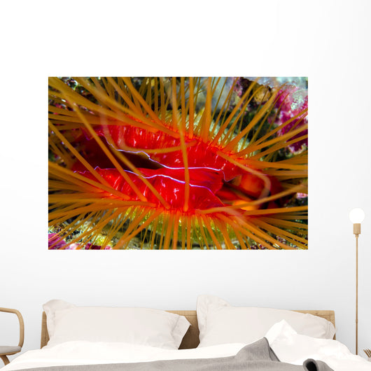 Disco Clam Ctenoides Ales Wall Decal