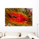 Disco Clam Ctenoides Ales Wall Decal