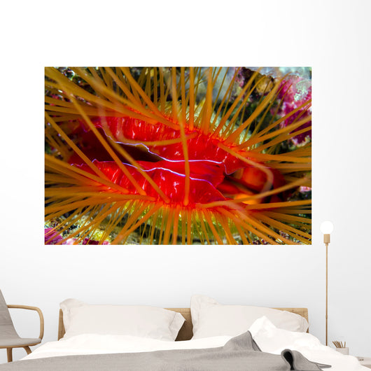 Disco Clam Ctenoides Ales Wall Decal