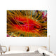 Disco Clam Ctenoides Ales Wall Decal