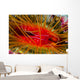Disco Clam Ctenoides Ales Wall Decal