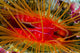 Disco Clam Ctenoides Ales Wall Decal