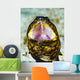 Yawning Napoleon Snake Eel Wall Decal
