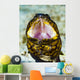 Yawning Napoleon Snake Eel Wall Decal