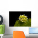 Kuro Sapsucking Slug Bohol Wall Decal