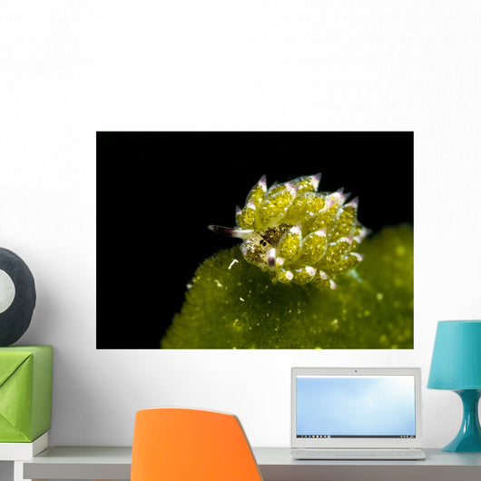 Kuro Sapsucking Slug Bohol Wall Decal