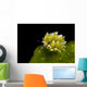 Kuro Sapsucking Slug Bohol Wall Decal