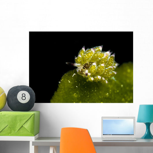 Kuro Sapsucking Slug Bohol Wall Decal
