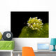 Kuro Sapsucking Slug Bohol Wall Decal