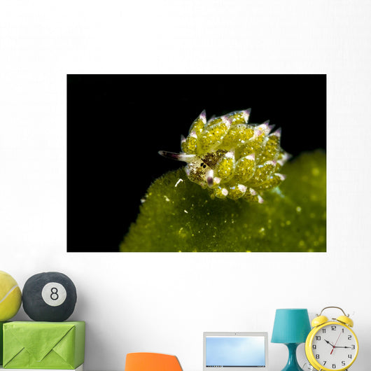 Kuro Sapsucking Slug Bohol Wall Decal