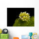 Kuro Sapsucking Slug Bohol Wall Decal