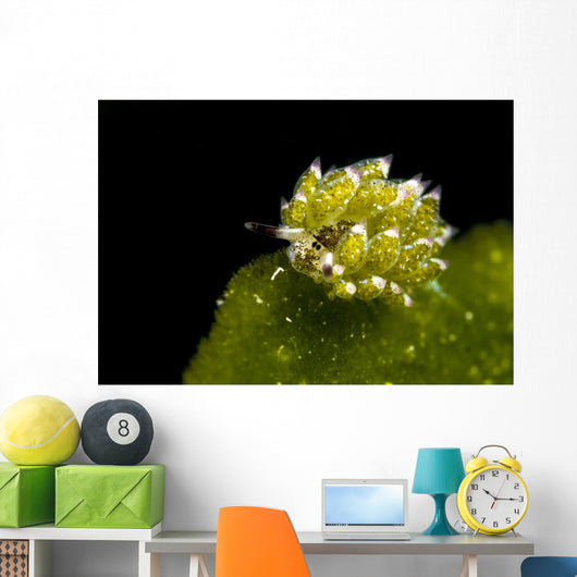 Kuro Sapsucking Slug Bohol Wall Decal