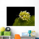 Kuro Sapsucking Slug Bohol Wall Decal