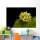 Kuro Sapsucking Slug Bohol Wall Decal