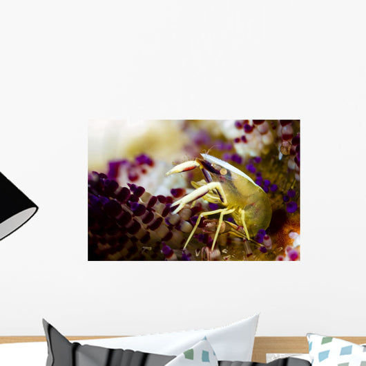 Brook's Urchin Shrimp Bohol Wall Decal