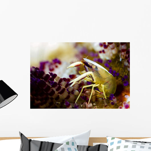 Brook's Urchin Shrimp Bohol Wall Decal