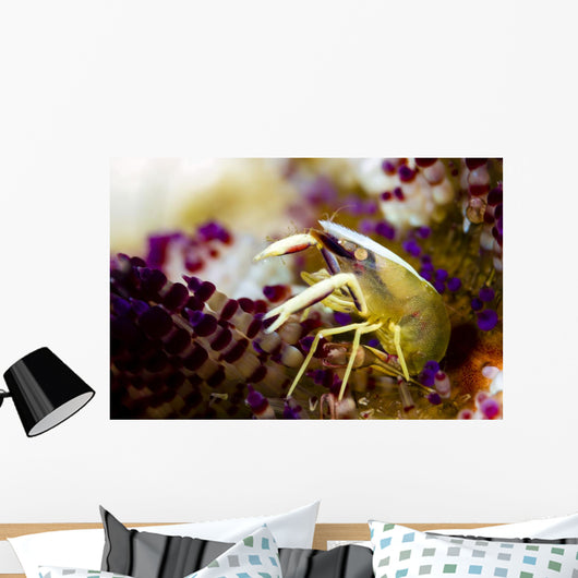 Brook's Urchin Shrimp Bohol Wall Decal