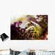 Brook's Urchin Shrimp Bohol Wall Decal