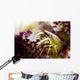 Brook's Urchin Shrimp Bohol Wall Decal