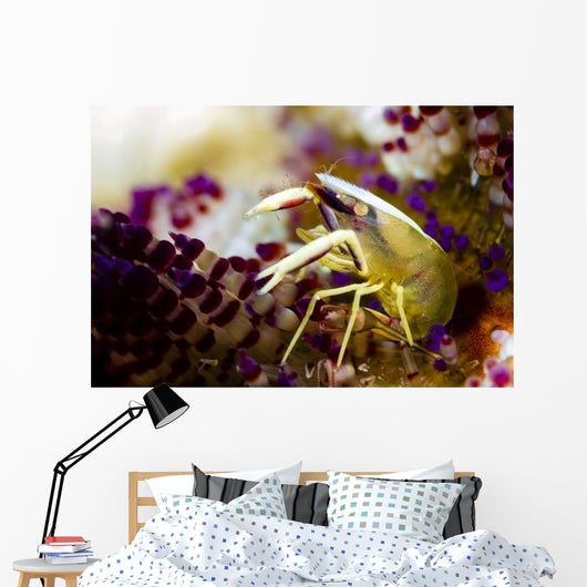 Brook's Urchin Shrimp Bohol Wall Decal