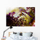 Brook's Urchin Shrimp Bohol Wall Decal