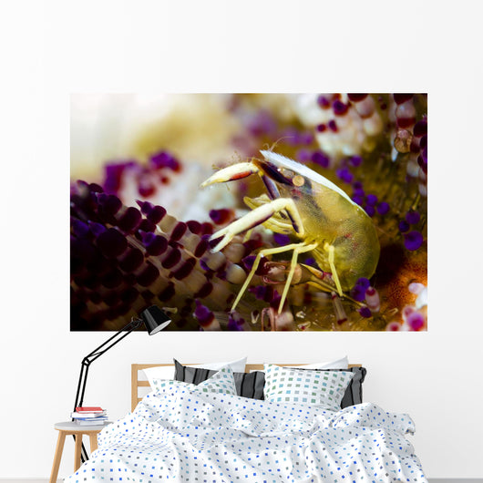 Brook's Urchin Shrimp Bohol Wall Decal